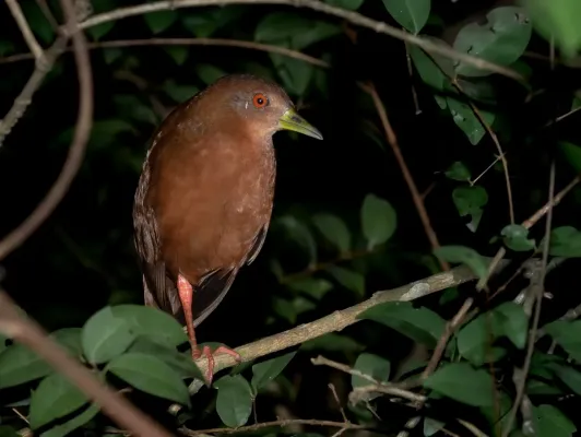 File:Amaurolimnas concolor - Uniform crake; Dourado, São Paulo, Brazil.jpg