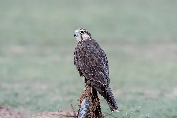 File:Laggar Falcon (Falco jugger) (36437782285).jpg