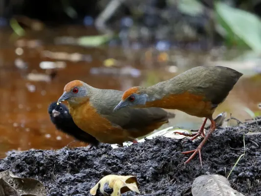 File:Rufirallus viridis - Russet-crowned crake, Dourado, São Paulo, Brazil.jpg