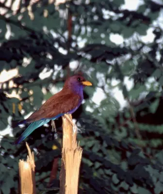 File:Broad-billed Roller (Eurystomus glaucurus) (44662605534).jpg