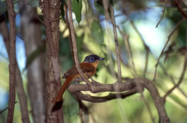 File:Malagasy Paradise Flycatcher (Terpsiphone mutata) female ... (31462191888).jpg