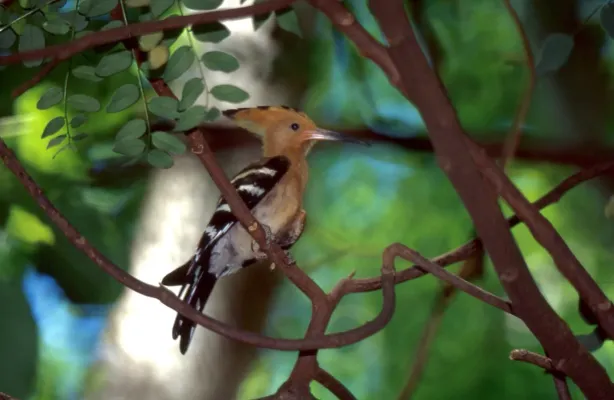 File:Madagascar Hoopoe (Upupa marginata) (30396006187).jpg