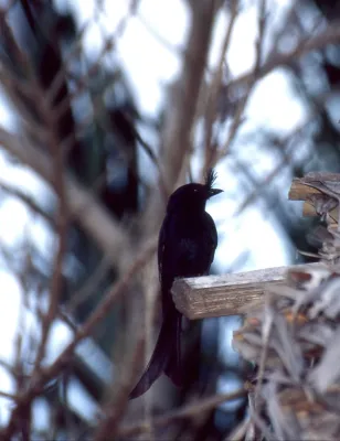 File:Crested Drongo (Dicrurus forficatus) (45290246781).jpg