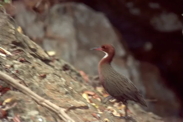 File:White-throated Rail (Dryolimnas cuvieri) fuzzy picture ... (44541010004).jpg