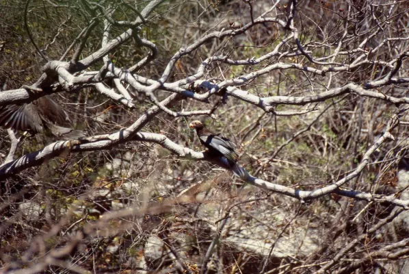 File:Greater Vasa Parrots (Coracopsis vasa) (45178672182).jpg