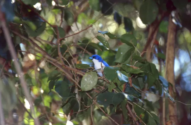 File:Blue Vanga (Cyanolanius madagascarinus) (45121645431).jpg