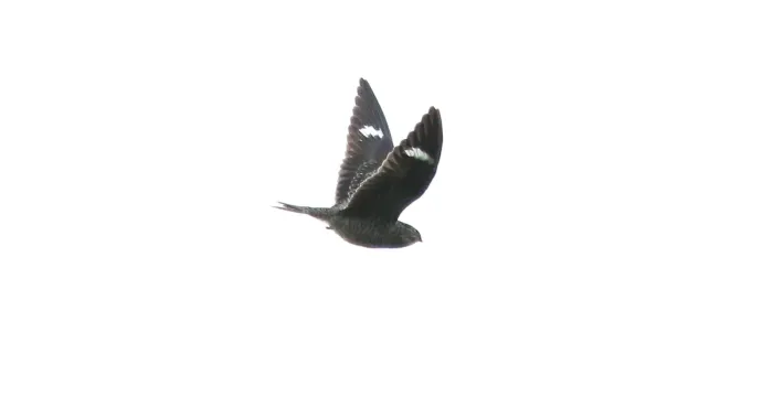 File:Common Nighthawk (Chordeiles minor) (38771152785).jpg
