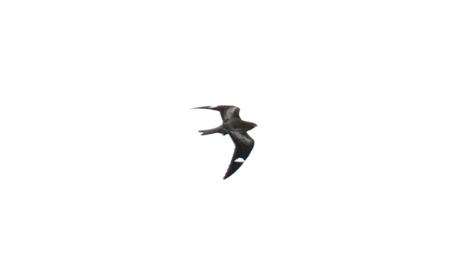File:Common Nighthawk (Chordeiles minor) (38771153295).jpg