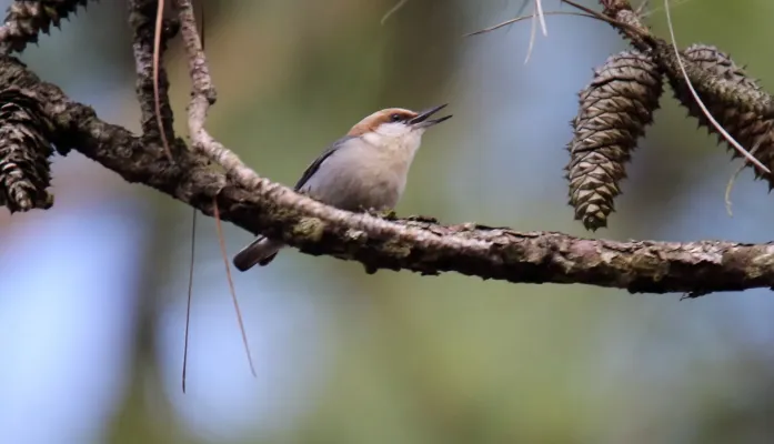 File:Brown-headed Nuthatch (Sitta pusilla) (32563055481).jpg