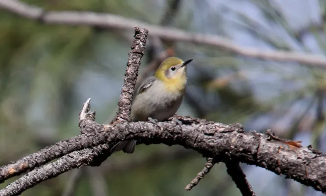 File:Olive Warbler (Peucedramus taeniatus) (25184957694).jpg