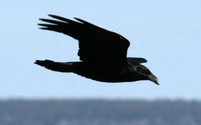 File:Chihuahuan Raven (Corvus cryptoleucus) (25188861413).jpg