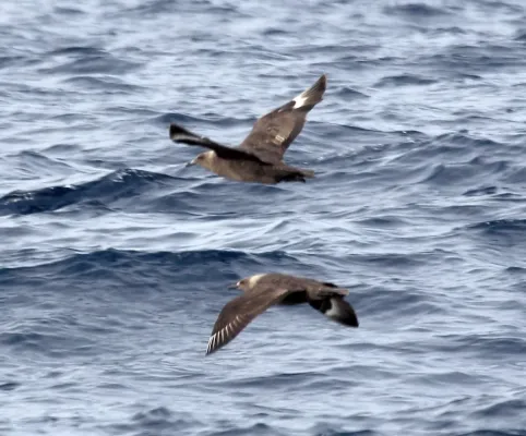 File:South Polar Skua (Stercorarius maccormicki) (18872154328).jpg
