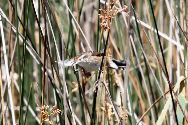 File:Wren-like Rushbird (Phleocryptes melanops) (15623048784).jpg