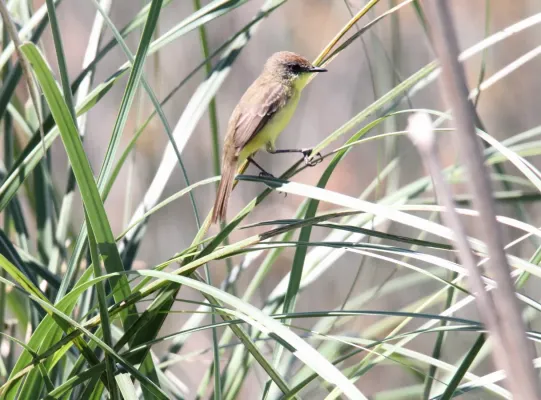 File:Warbling Doradito (Pseudocolopteryx flaviventris) (15774579369).jpg