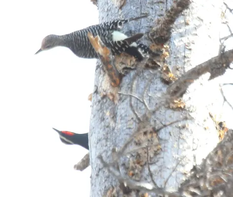 File:Williamson's Sapsucker (Sphyrapicus thyroideus) (14065930362).jpg