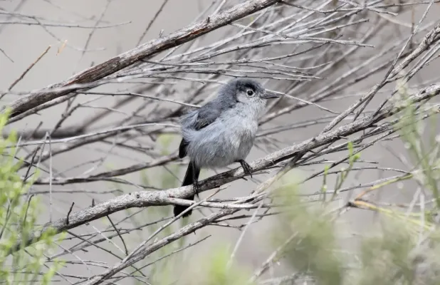 File:California Gnatcatcher (Polioptila californica) (13853548243).jpg