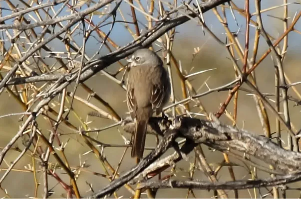 File:Bell's Sparrow (Artemisiospiza belli canescens) (13853472293).jpg