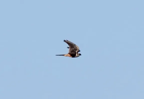 File:Aplomado Falcon (Falco femoralis) (12260006785).jpg