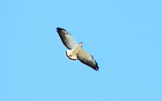 File:White-tailed Hawk (Geranoaetus albicaudatus) (12260430634).jpg