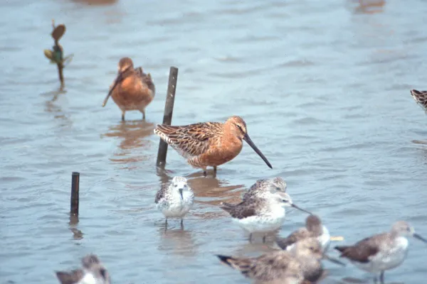 File:Asian Dowitcher (Limnodromus semipalmatus) (11354643263).jpg