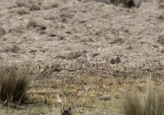 File:Slender-billed Miner (Geositta tenuirostris) (9566627496).jpg