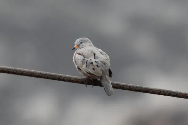 File:Croaking Ground-Dove (Columbina cruziana) (9563159961).jpg