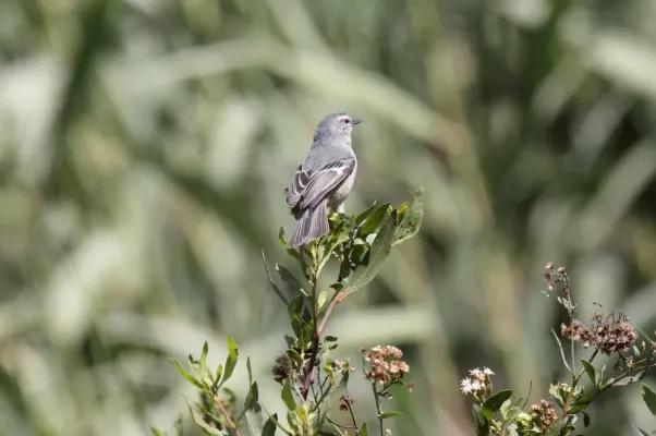 File:Cinereous Conebill (Conirostrum cinereum) (9496969599).jpg