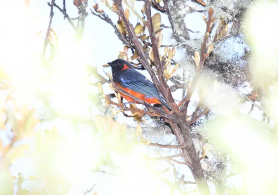 File:Scarlet-bellied Mountain-Tanager (Anisognathus igniventris) (9496952069).jpg
