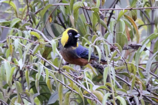 File:Golden-collared Tanager (Iridosornis jelskii) (9496945399).jpg