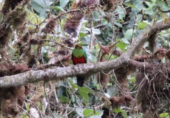 File:Golden-headed Quetzal (Pharomachrus auriceps) (9496935377).jpg