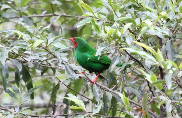 File:Grass-green Tanager (Chlorornis riefferii) (9499744622).jpg