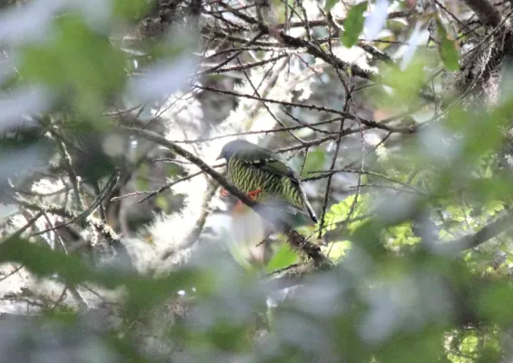 File:Barred Fruiteater (Pipreola arcuata) (9499737874).jpg