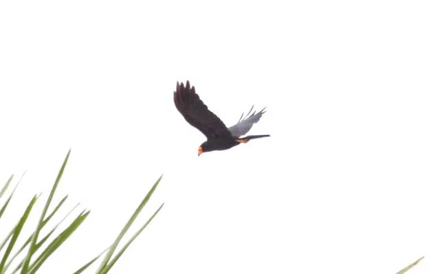 File:Black Caracara (Daptrius ater) (9496934191).jpg