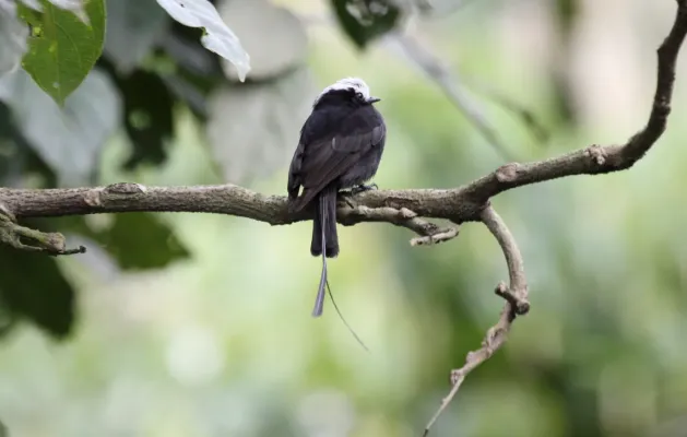 File:Long-tailed Tyrant (Colonia colonus) (9496933901).jpg