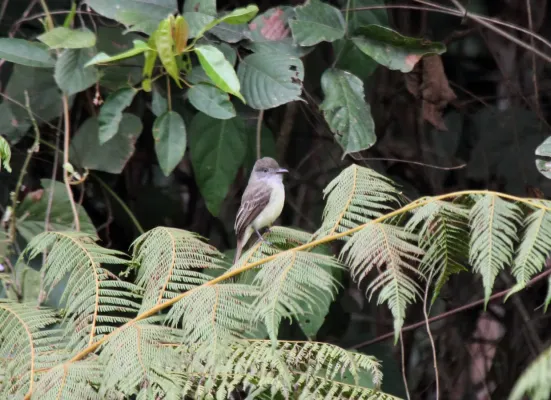 File:Short-crested Flycatcher (Myiarchus ferox) (9499730896).jpg
