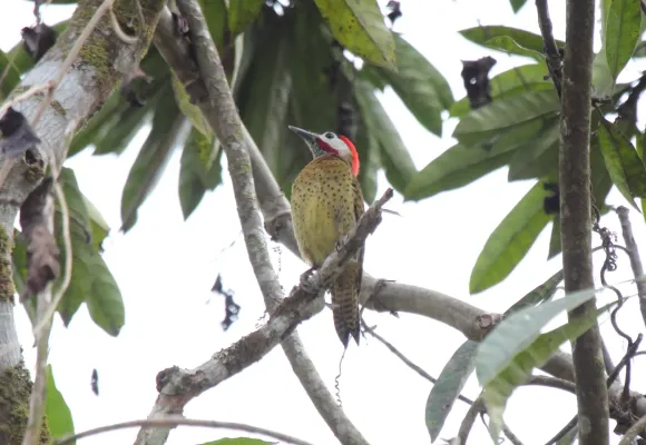 File:Spot-breasted Woodpecker (Colaptes punctigula) (9499727874).jpg