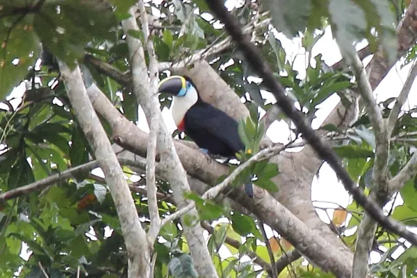 File:White-throated Toucan (Ramphastos tucanus) (9499725570).jpg
