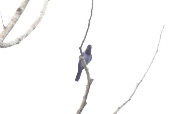 File:Violaceous Jay (Cyanocorax violaceus) (9496923041).jpg