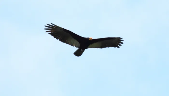 File:Greater Yellow-headed Vulture (Cathartes melambrotus) (9499720202).jpg
