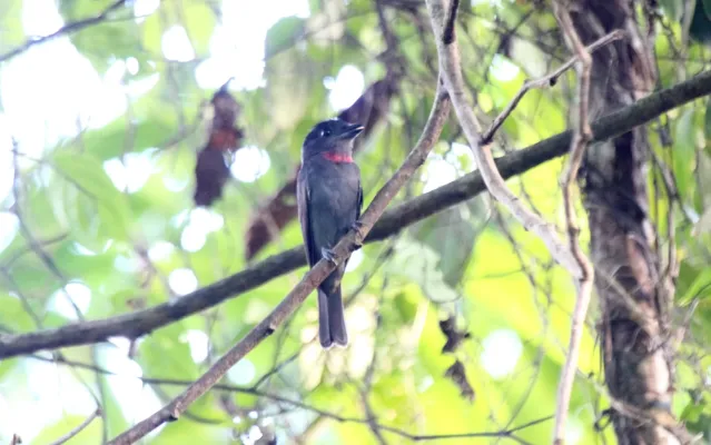 File:Pink-throated Becard (Pachyramphus minor) (9496922617).jpg
