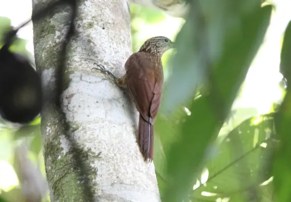 File:Buff-throated Woodcreeper (Xiphorhynchus guttatus) (9499715868).jpg