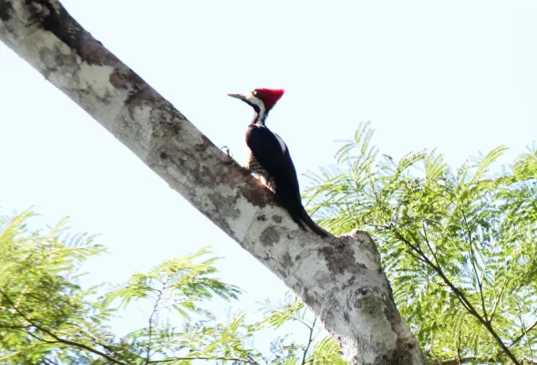 File:Crimson-crested Woodpecker (Campephilus melanoleucos) (9499712654).jpg