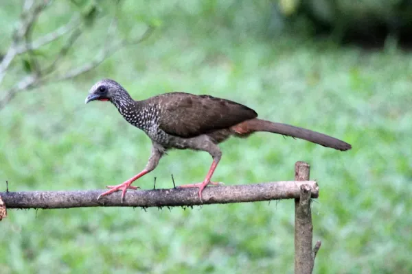 File:Speckled Chachalaca (Ortalis guttata) (9499708782).jpg
