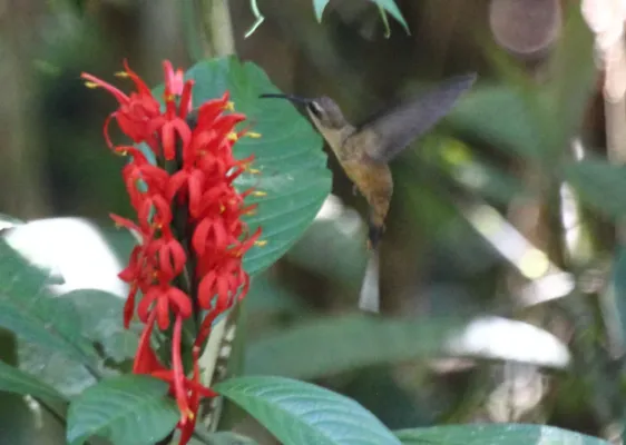 File:Great-billed Hermit (Phaethornis malaris) (9496909861).jpg