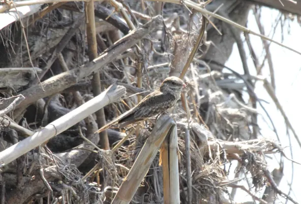 File:Ladder-tailed Nightjar (Hydropsalis climacocerca) (9496904569).jpg