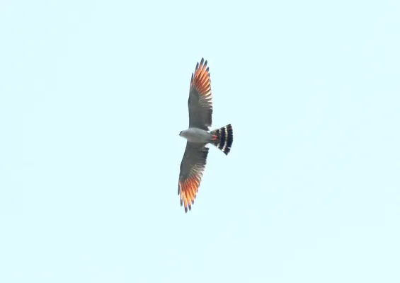 File:Plumbeous Kite (Ictinia plumbea) (9496892833).jpg