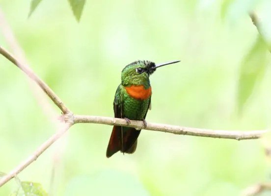 File:Gould's Jewelfront (Heliodoxa aurescens) (9496895633).jpg