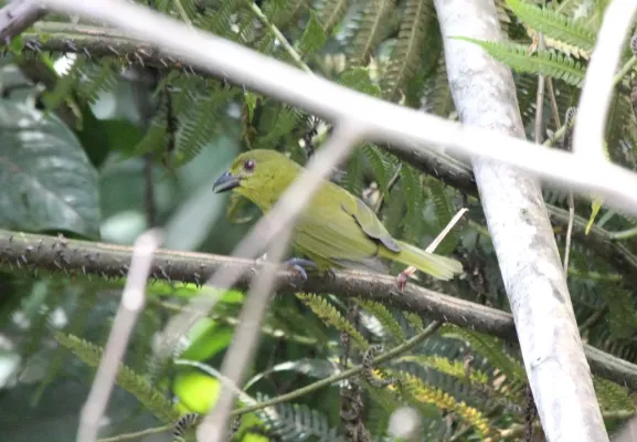 File:Carmiol's Tanager (Chlorothraupis carmioli) (9496887429).jpg