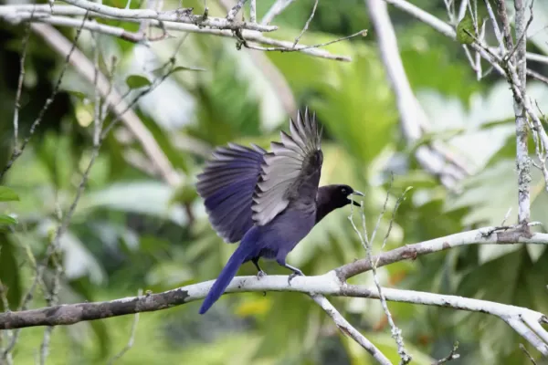 File:Purplish Jay (Cyanocorax cyanomelas) (9496877477).jpg