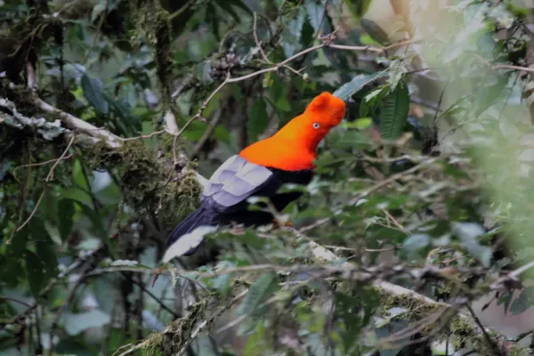 File:Andean Cock-of-the-Rock (Rupicola peruvianus) (9496852895).jpg